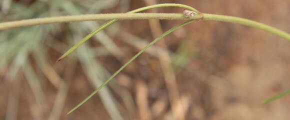 Image of Aspidoglossum glabrescens (Schltr.) F. K. Kupicha