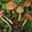 Plancia ëd Cortinarius conicus (Velen.) Rob. Henry 1942