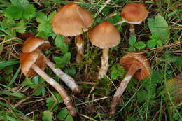 Image of Cortinarius conicus (Velen.) Rob. Henry 1942