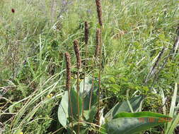 صورة Plantago maxima Juss. ex Jacq.