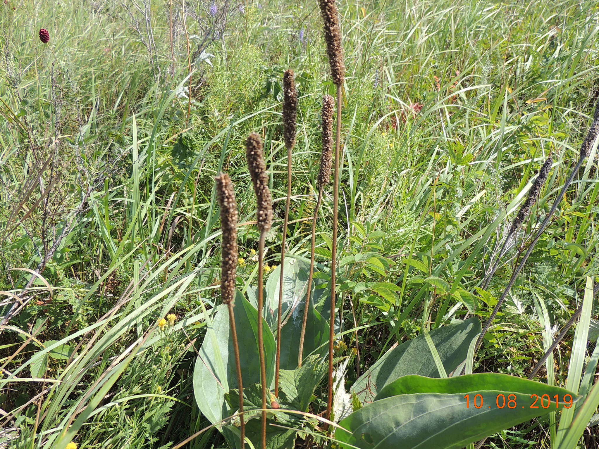 صورة Plantago maxima Juss. ex Jacq.