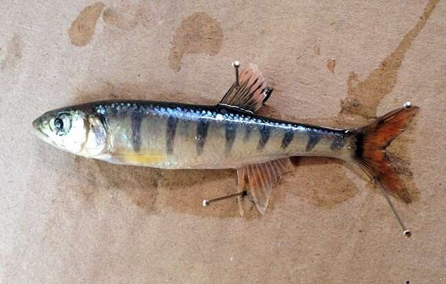 Image of Southern Barred Minnow