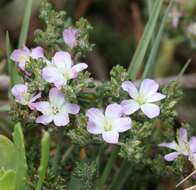 Image of Frankenia chilensis Presl