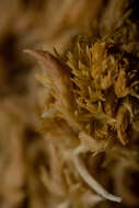 Image of <i>Sphagnum incundum</i>