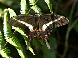 Image of Hector's swallowtail butterfly