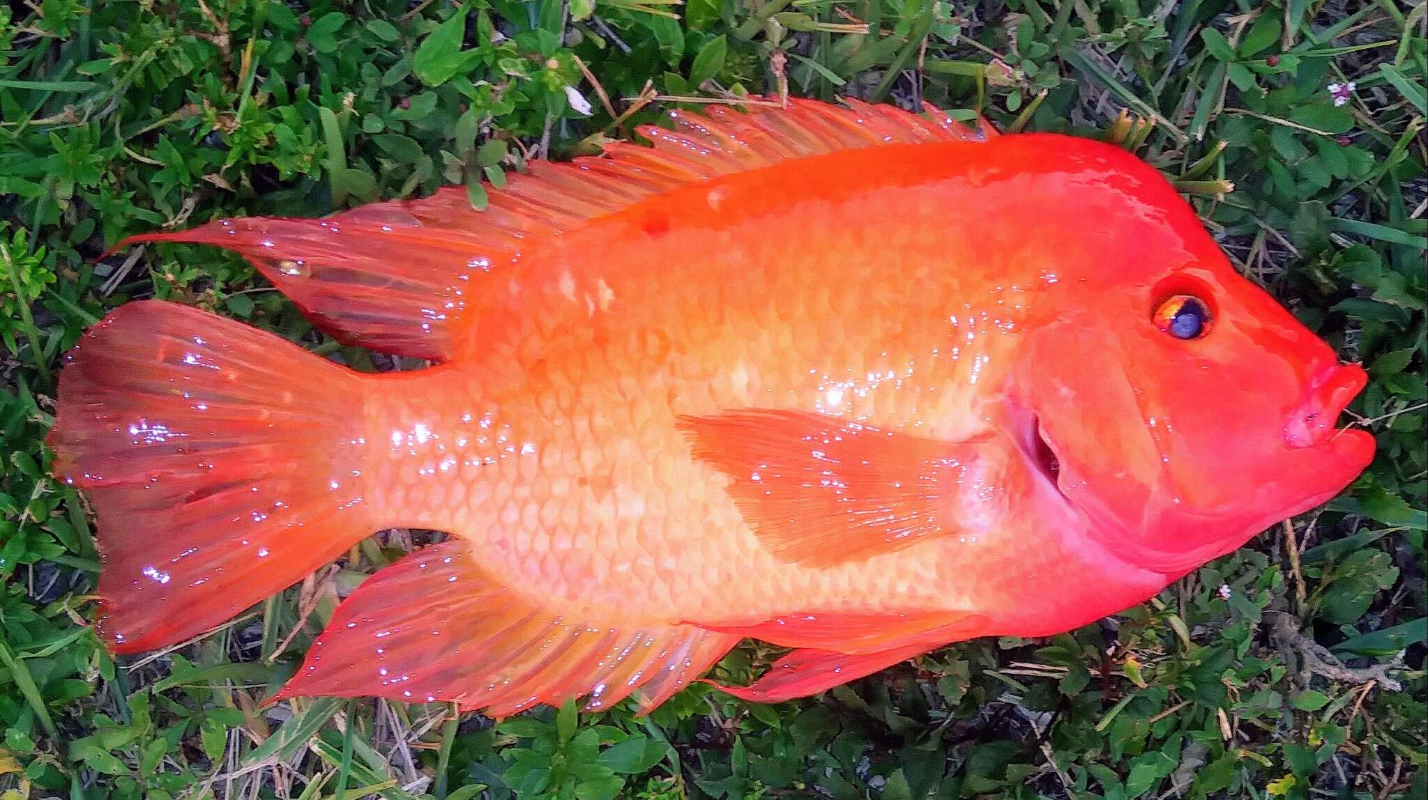 Image of Midas cichlid