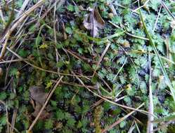 Image of Leptinella dispersa (D. Lloyd) D. G. Lloyd & C. J. Webb