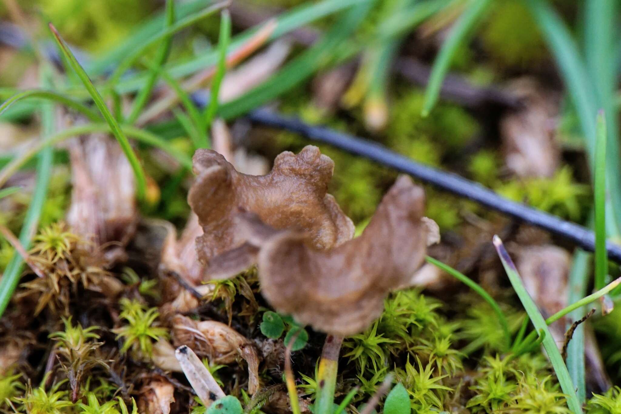 Image de Arrhenia spathulata (Fr.) Redhead 1984