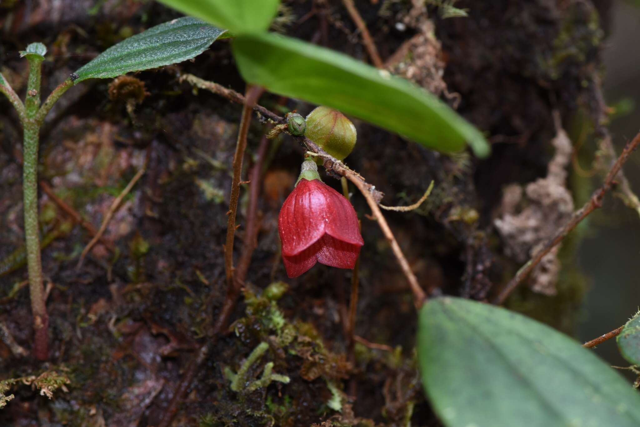 Image of Sphyrospermum dissimile (S. F. Blake) J. L. Luteyn