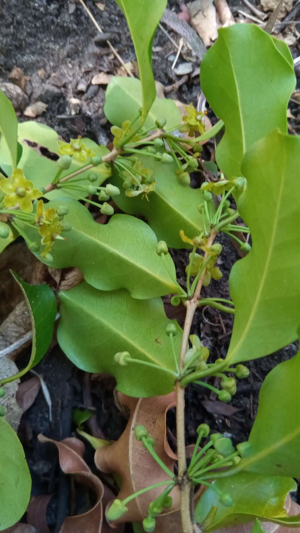 Image of Salacia madagascariensis (Lam.) DC.