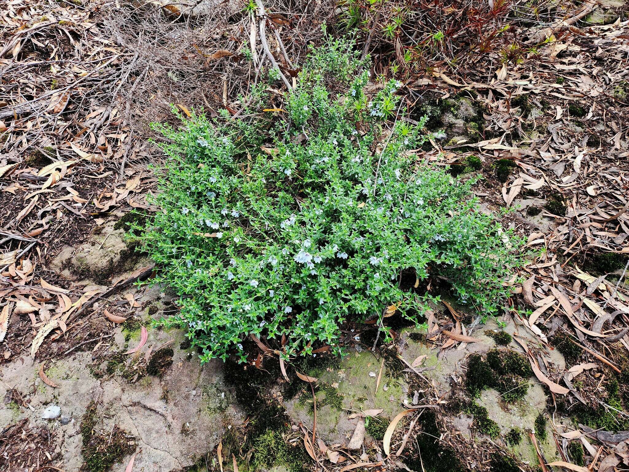 Image of Prostanthera saxicola R. Br.