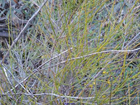 صورة Genista polyanthos Willk.