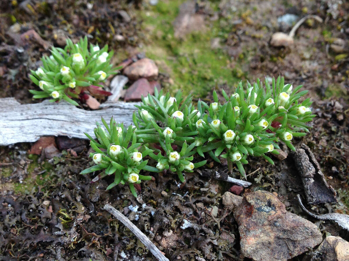 Image of Hyalosperma demissum (A. Gray) P. G. Wilson