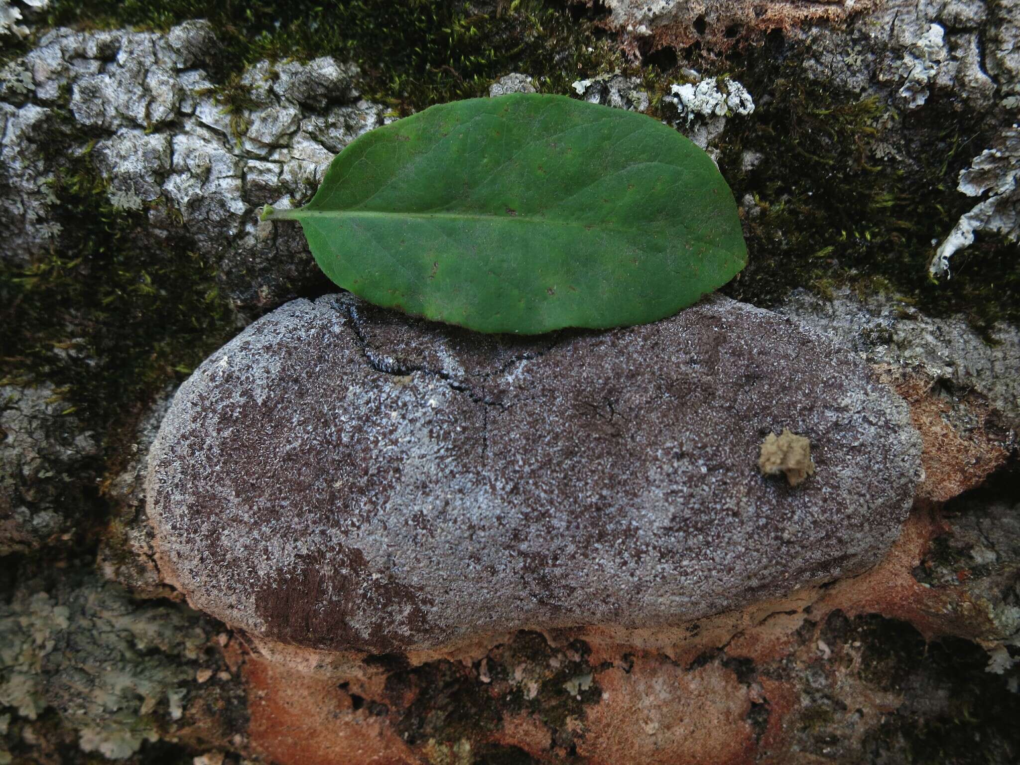 Image of Nectriopsis violacea (J. C. Schmidt ex Fr.) Maire 1911