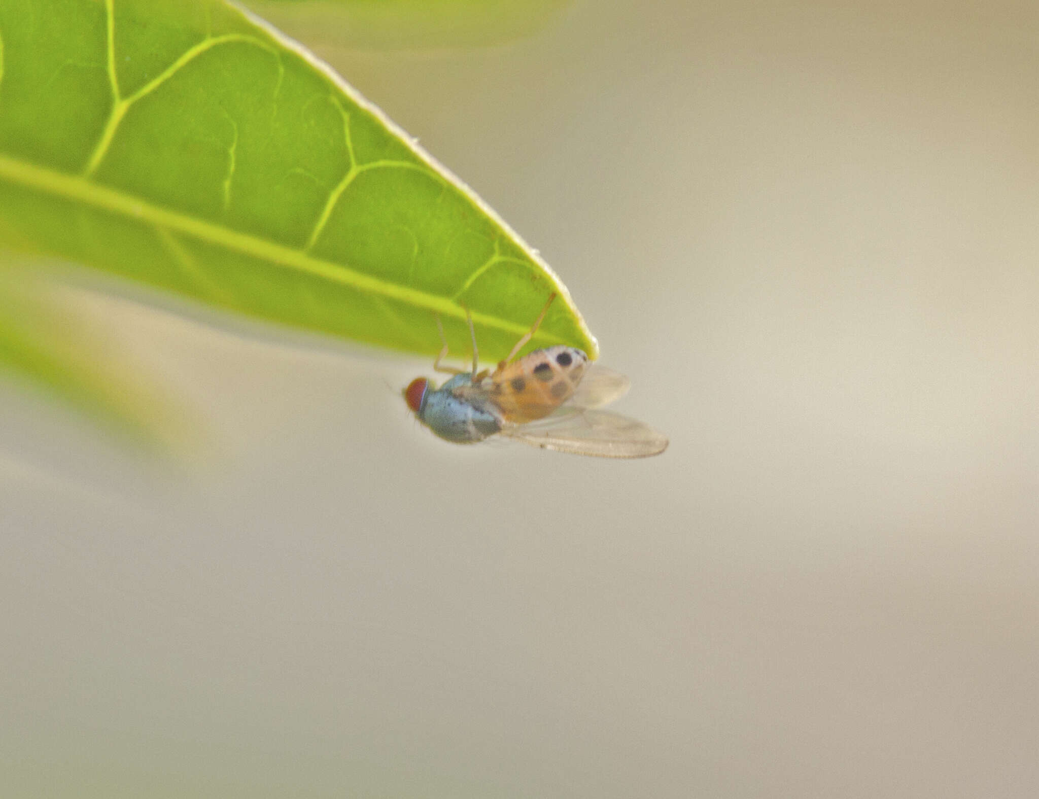 Image of Luzonimyia cineracea Bock 1982