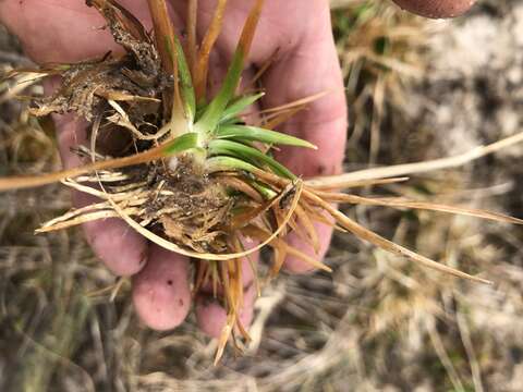 Image of Texas Pipewort