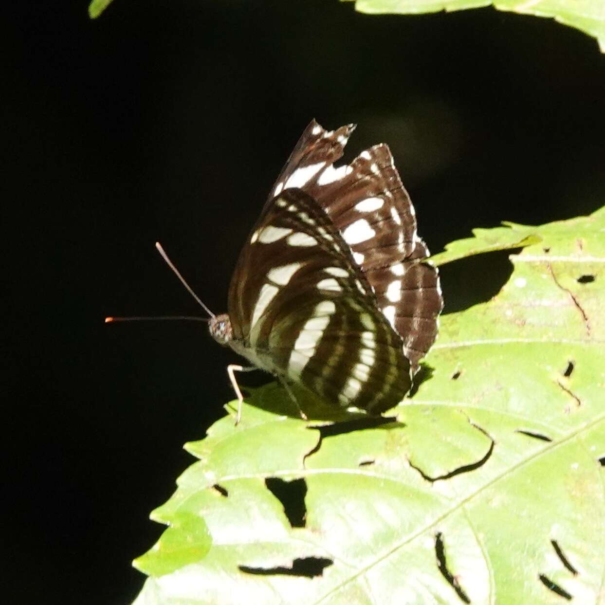 Image of Neptis leucoporus cresina