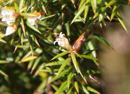 Image of Leptecophylla pogonocalyx C. M. Weiller