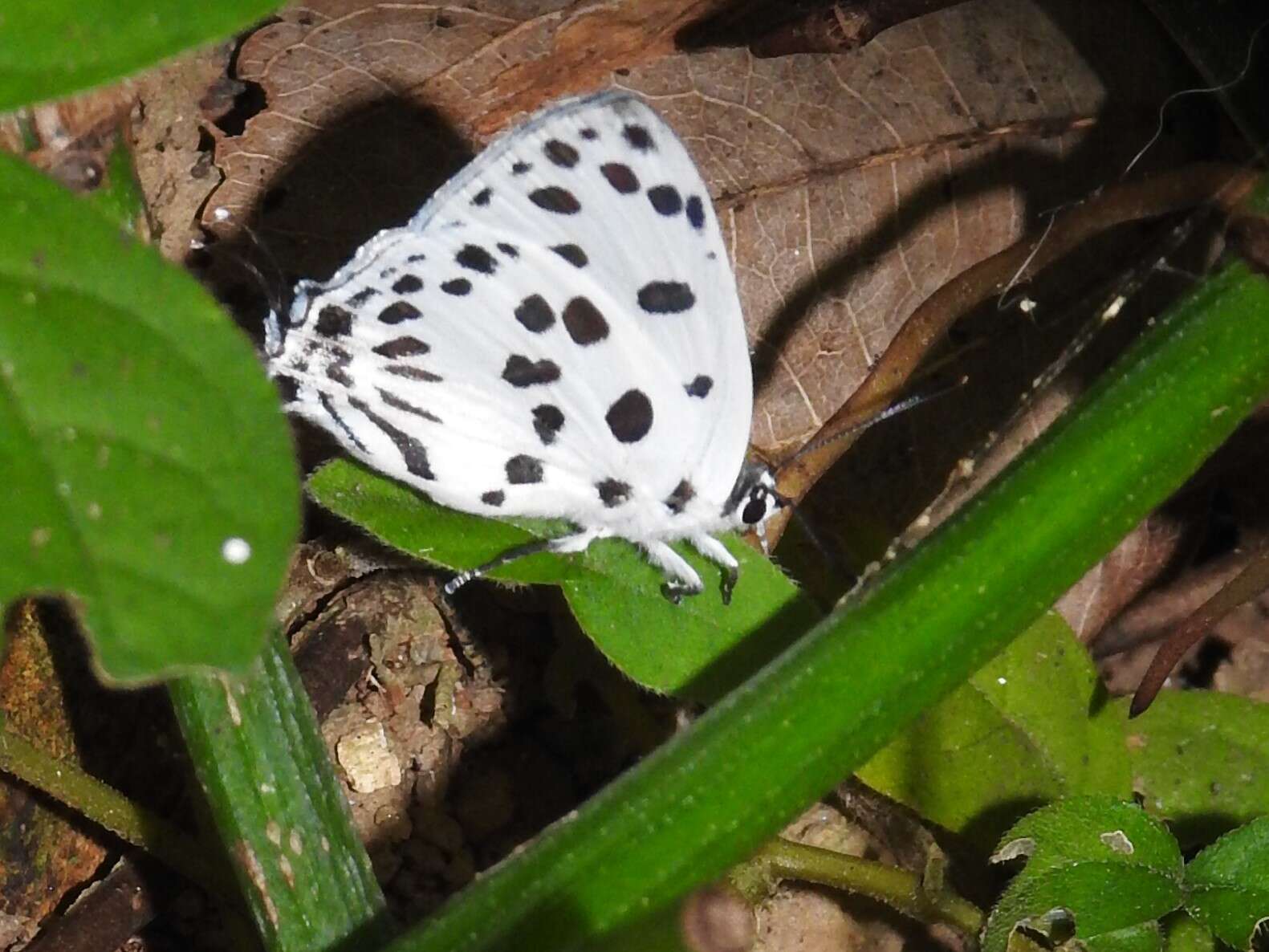 Imagem de <i>Tajuria maculatus</i>