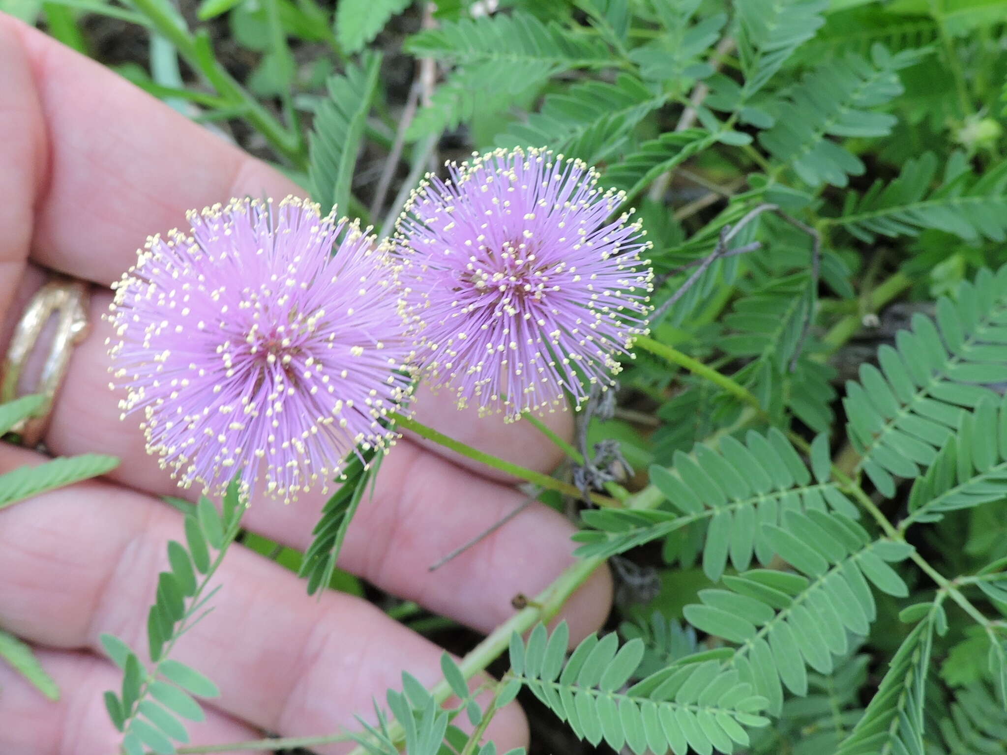 Imagem de Mimosa quadrivalvis var. platycarpa (A. Gray) Barneby