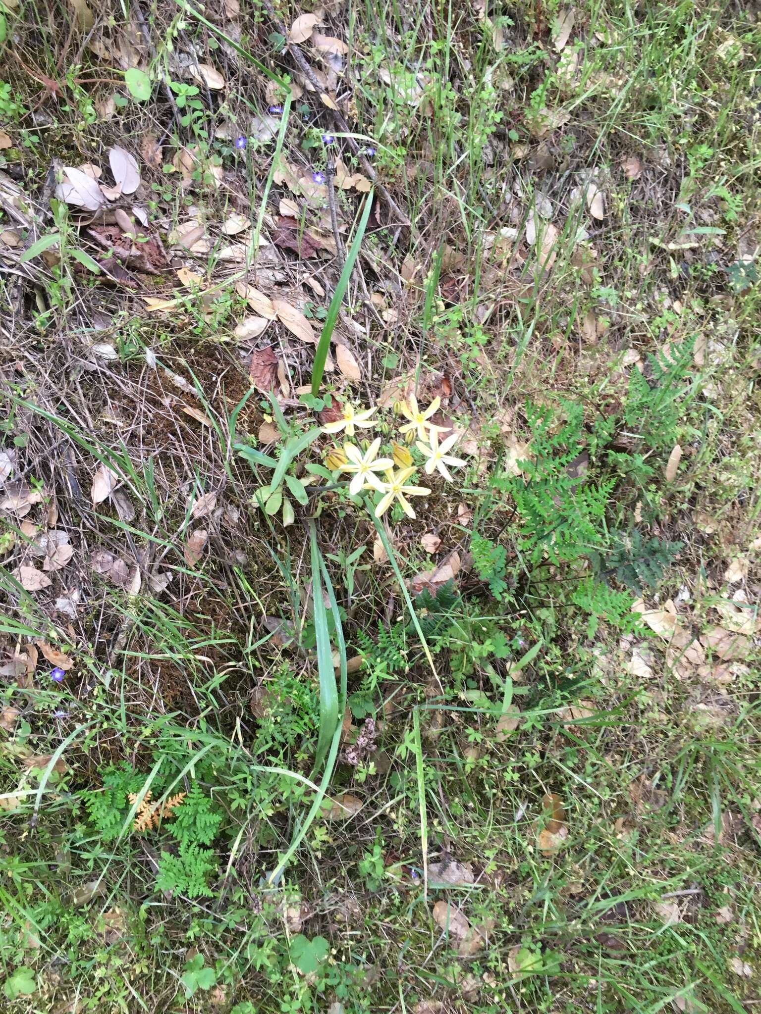 Слика од Triteleia ixioides subsp. scabra (Greene) L. W. Lenz