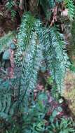 Image of Asplenium prolongatum Hook.