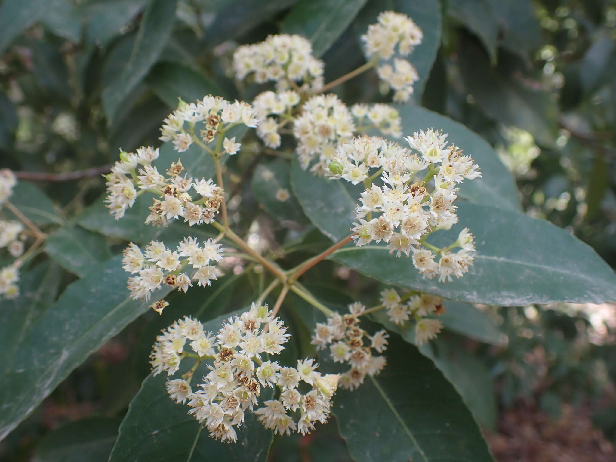 Слика од Schizomeria ovata D. Don