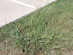 Image of Johnson grass