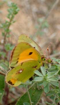 Image of clouded yellow