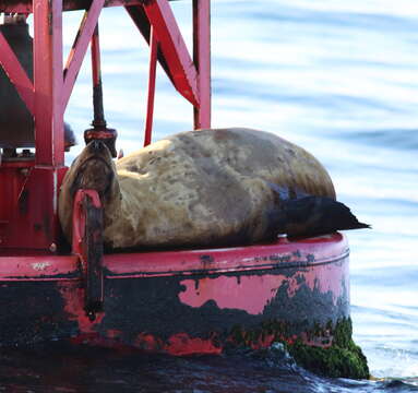 Image of northerns sea lions