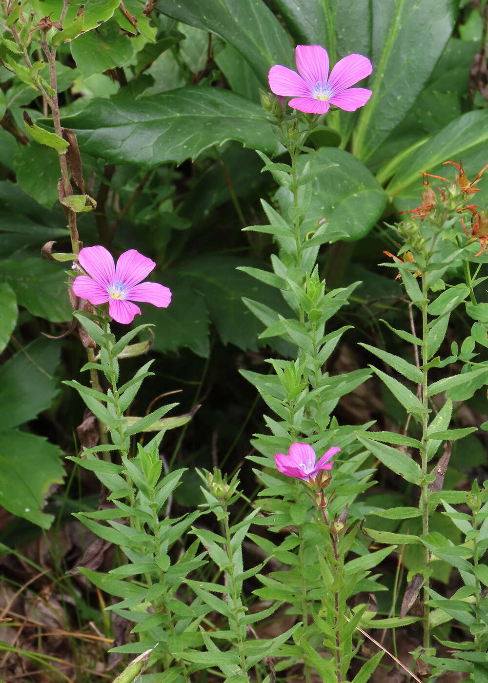 Image of Linum viscosum L.