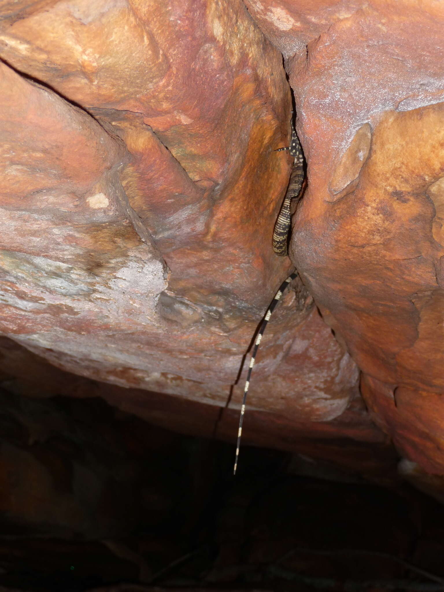 Image of Glauert's Monitor