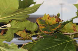 Image of Plane anthracnose