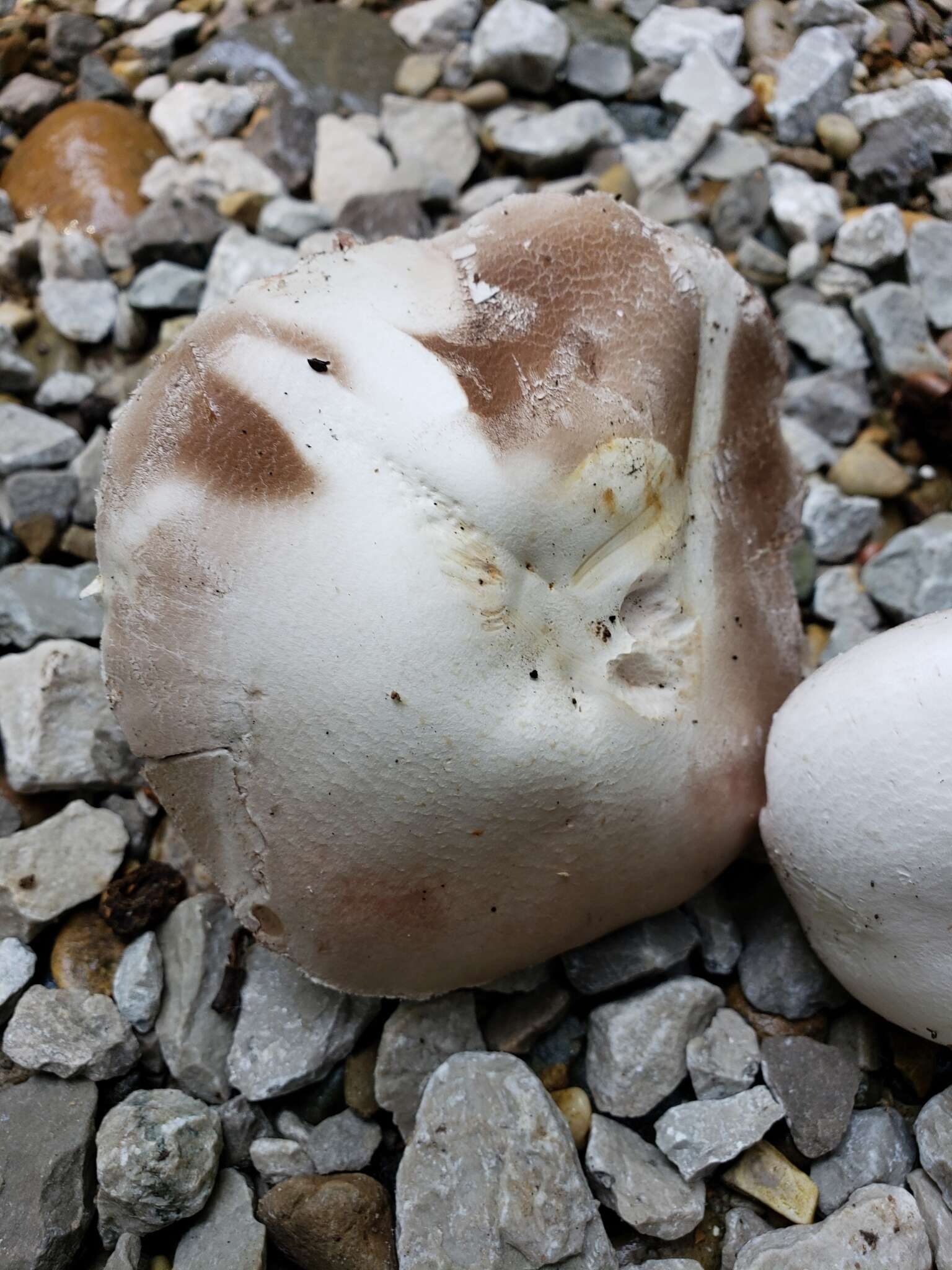 Image of Agaricus butyreburneus Kerrigan, Guinb. & Callac 2016