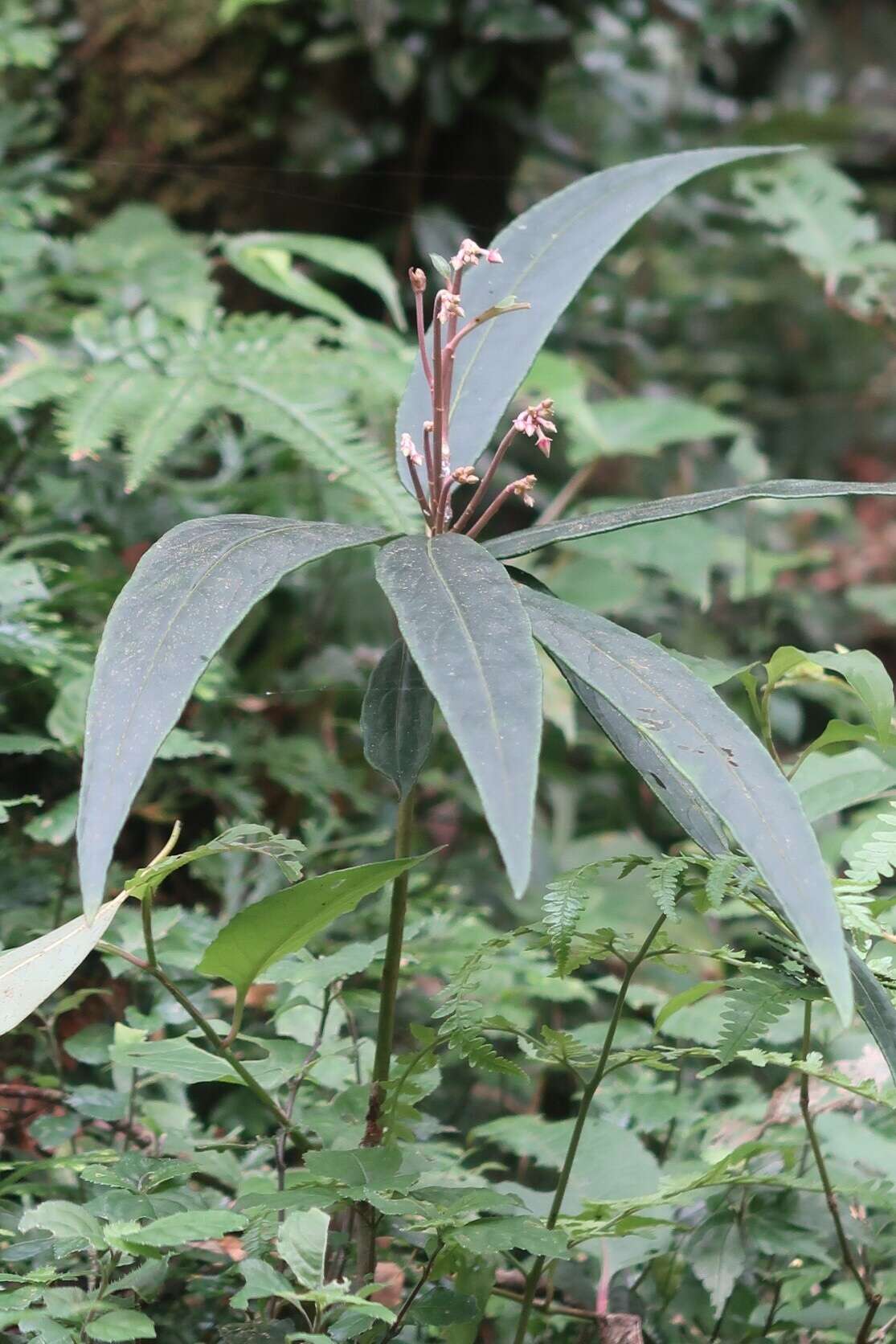 Imagem de Ardisia crispa (Thunb.) A. DC.