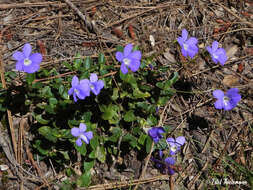 Image de Viola portalesia C. Gay