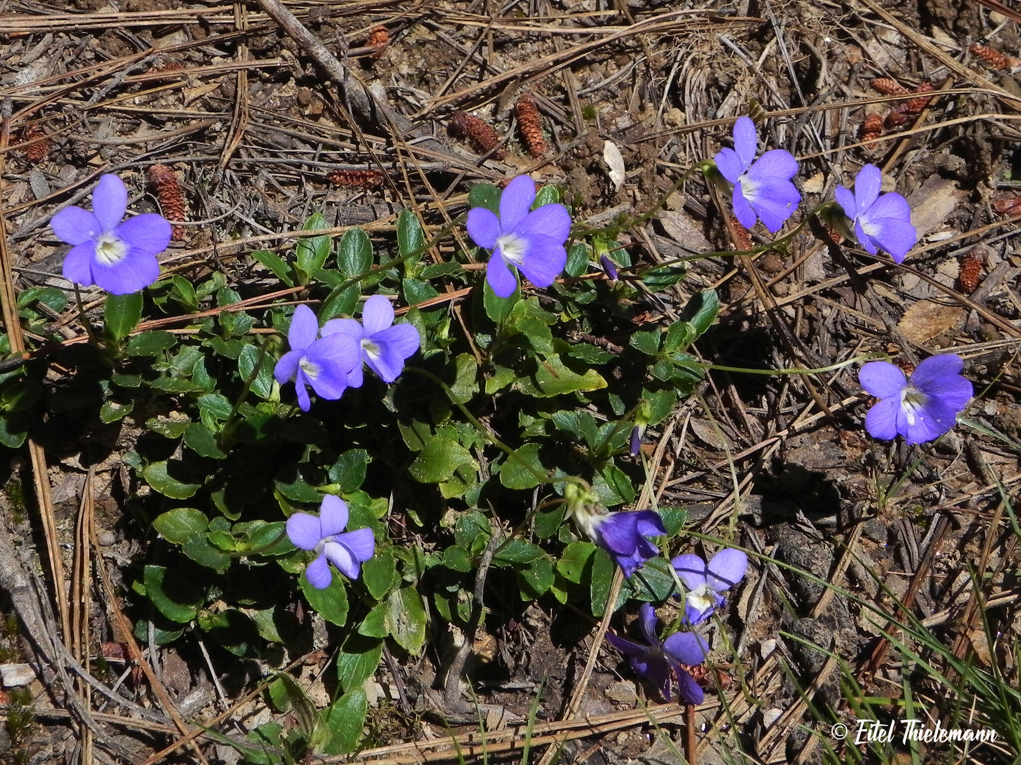 Viola portalesia C. Gay resmi