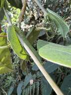 Image de Passiflora longipes A. Juss.