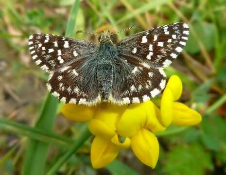 Image of Southern Grizzled Skipper