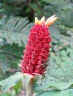 Costus montanus Maas的圖片