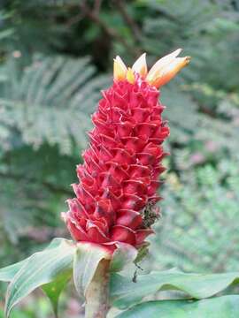 Imagem de Costus montanus Maas