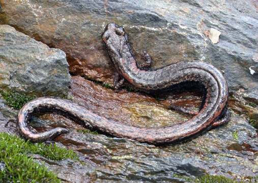 Image of Fairview Slender Salamander