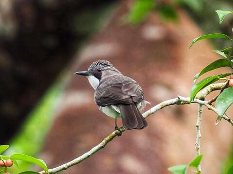 Image of Cinereous Bulbul