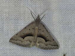 Image of Dichromodes euscia Meyrick 1890