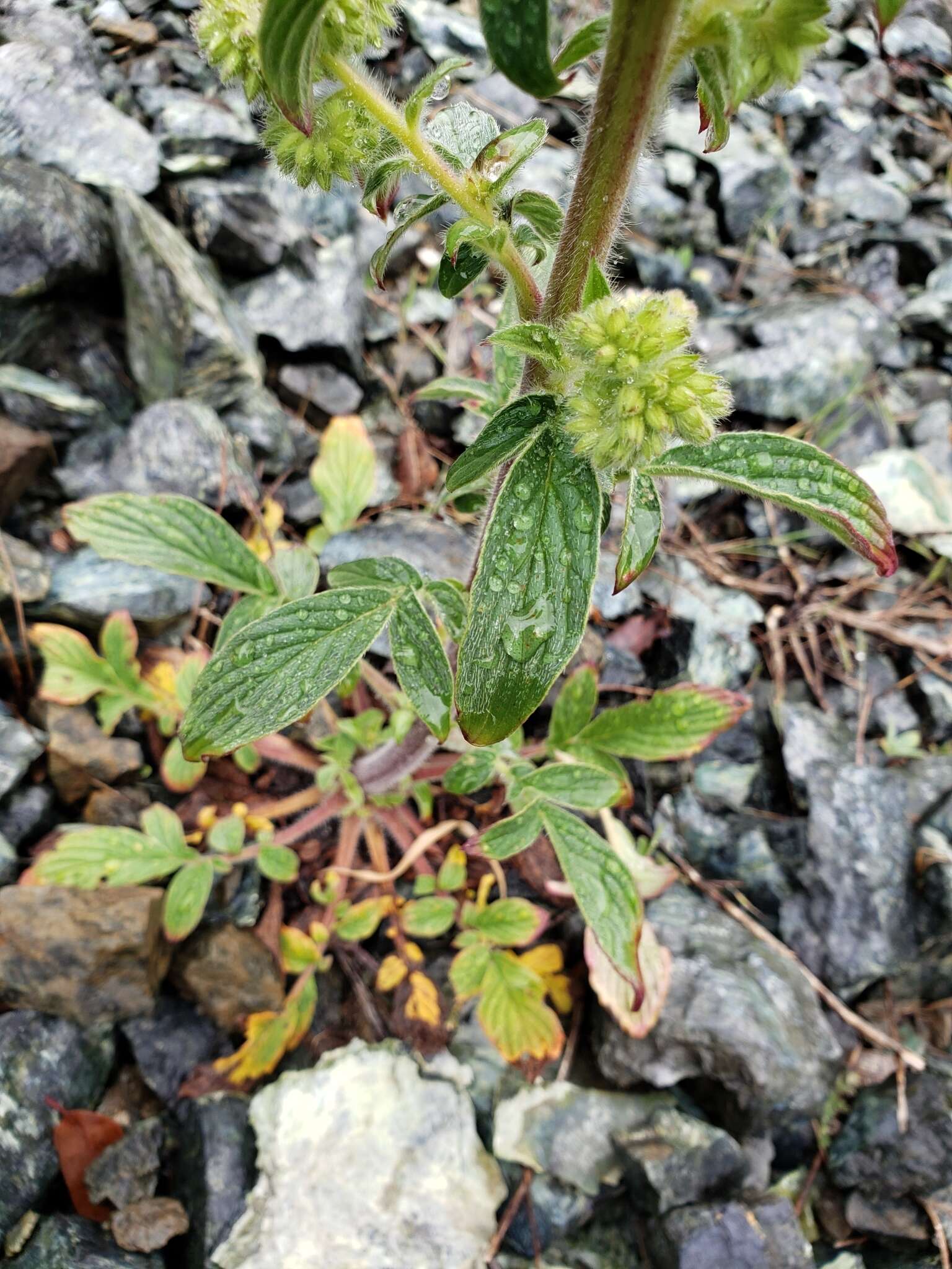 Image of Variable-Leaf Scorpion-Weed