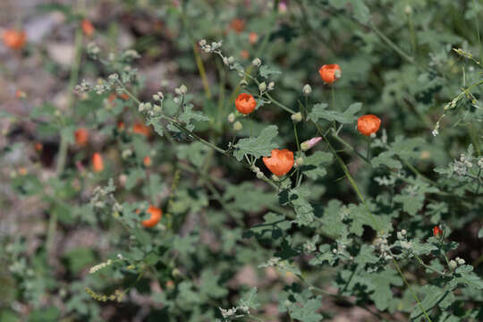 Image of caliche globemallow