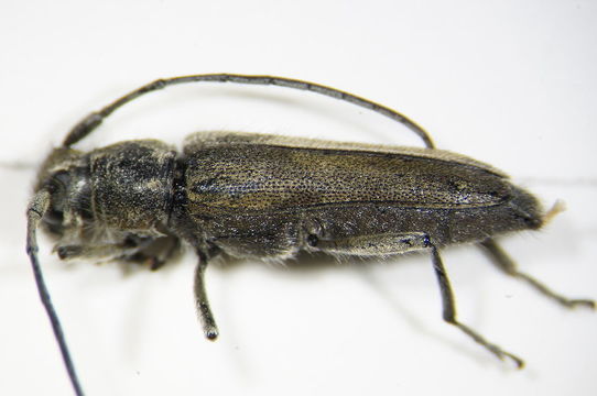 Image of <i>Phytoecia</i> (<i>Opsilia</i>) <i>coerulescens</i> (Scopoli 1763)