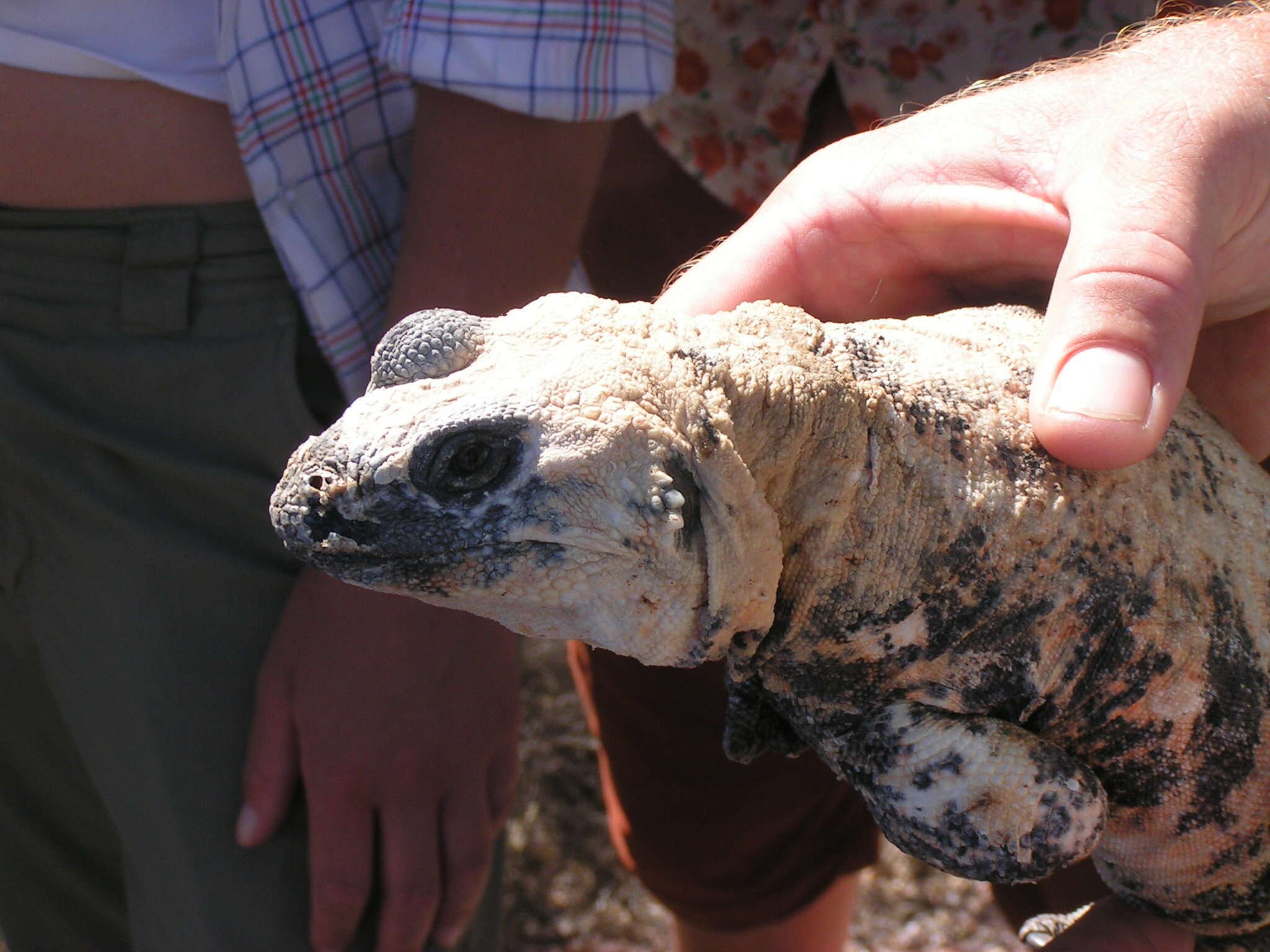 Imagem de Sauromalus varius Dickerson 1919