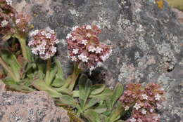 Image of Valeriana nivalis Wedd.