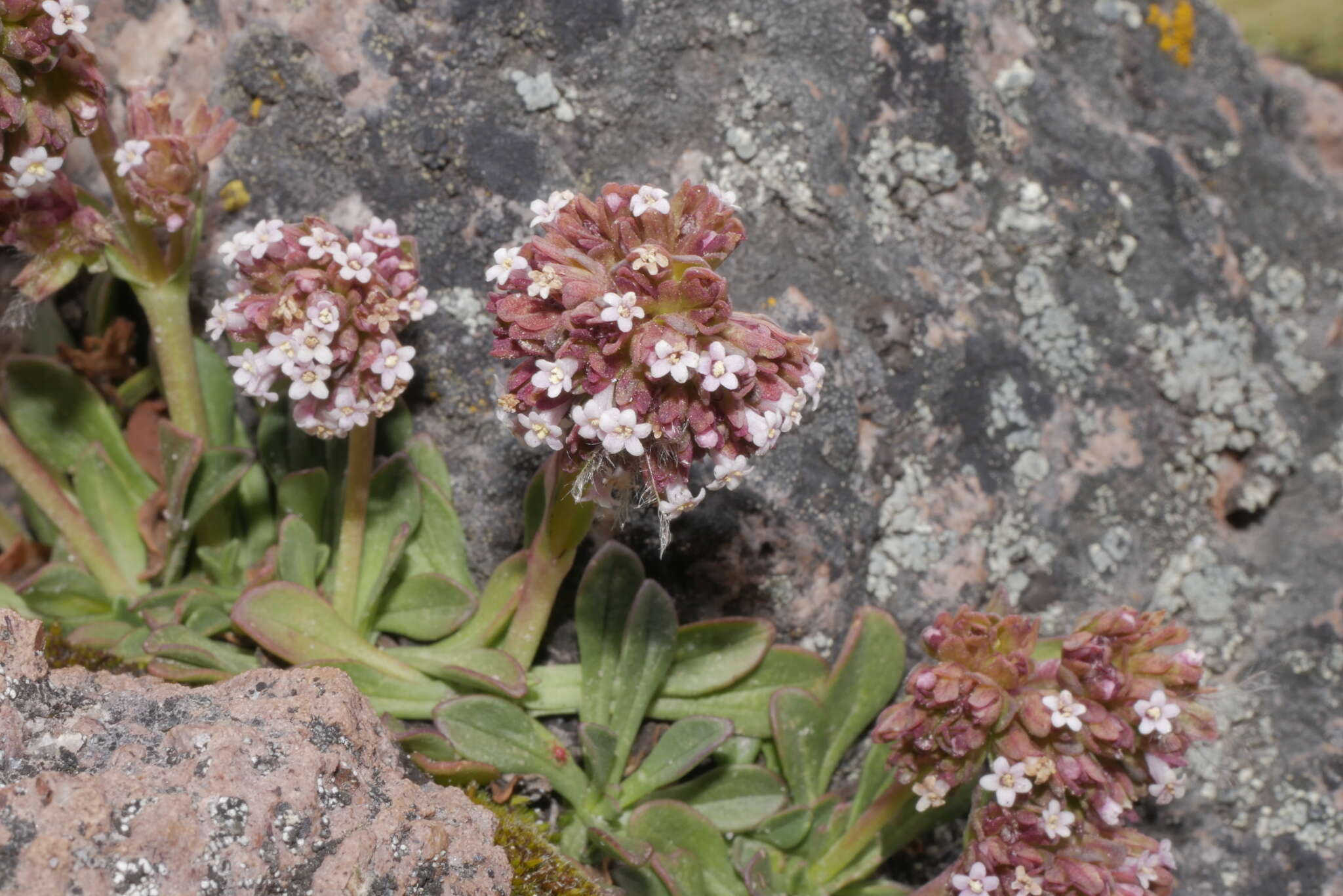 Image of Valeriana nivalis Wedd.